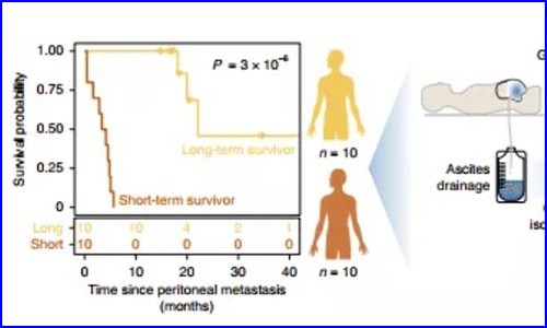 免疫研究 | 單細(xì)胞測序揭示肝癌中免疫細(xì)胞圖譜