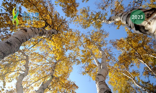 項(xiàng)目文章 | 伯豪生物助力浙江大學(xué)生命科學(xué)學(xué)院杜娟課題組報(bào)道植物維管組織結(jié)構(gòu)與發(fā)育研究領(lǐng)域新進(jìn)展