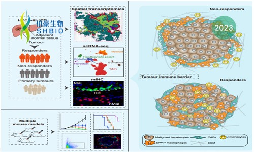 文獻(xiàn)解讀 | 肝癌微環(huán)境中腫瘤免疫屏障決定了免疫治療的效果