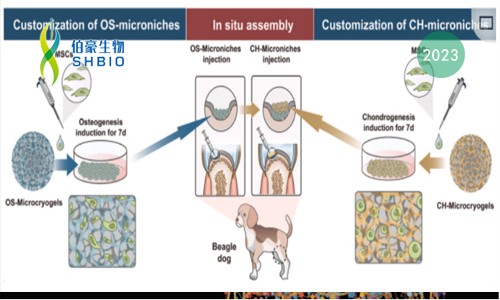 mRNA-seq 項(xiàng)目文章 | 原位自組裝類器官用于軟骨組織再生