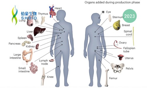 同日 9 篇！人類生物分子圖譜計(jì)劃（HuBMAP）里程碑登 Nature 封面，腸道、腎臟和胎盤空間分辨細(xì)胞圖譜發(fā)布