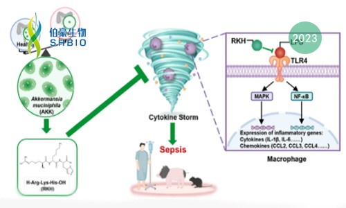 mRNA-seq 項(xiàng)目文章 | 嗜粘蛋白阿克曼菌來源的新型三肽 RKH 對致命膿毒癥的保護(hù)作用