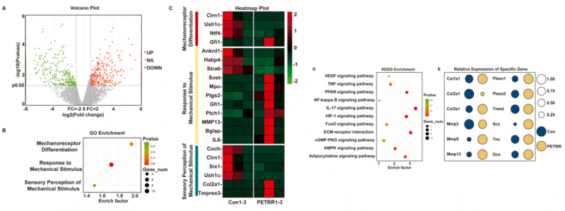 mRNA-seq 項目文章分析圖 7