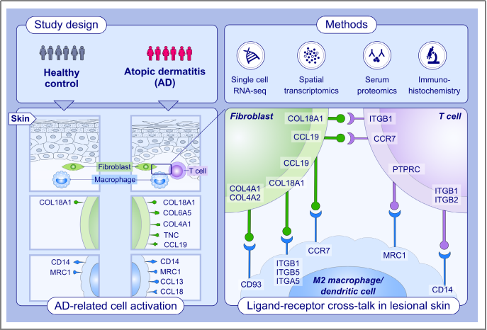 空間轉(zhuǎn)錄組測(cè)序 + 單細(xì)胞測(cè)序 + 蛋白組學(xué)測(cè)序 SCI 文章圖 6