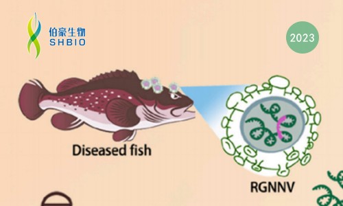 CRISPR 智庫 | 基于 CRISPR/Cas13a 檢測赤點(diǎn)石斑神經(jīng)壞死病毒（RGNNV)