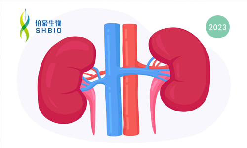 項(xiàng)目文章 | 在血糖水平變化的情況下，達(dá)格列凈可通過不同方式減輕腎臟炎癥并預(yù)防糖尿病腎病