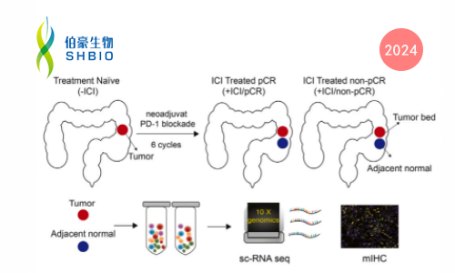 文獻(xiàn)解讀 | PD- 1 阻斷可重塑錯(cuò)配修復(fù)缺陷型結(jié)直腸癌中的免疫細(xì)胞和基質(zhì)細(xì)胞