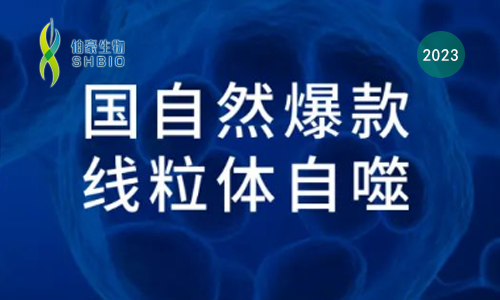 國(guó)自然爆款 | 一文吃透線粒體自噬機(jī)制和研究思路，趕緊收藏！