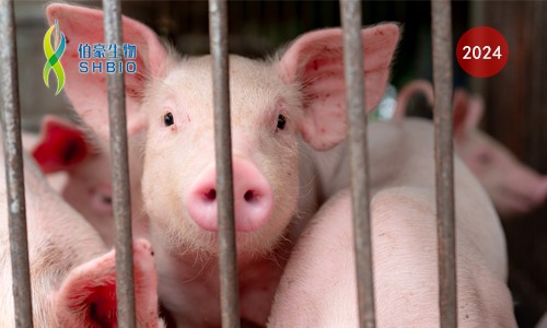 CRISPR 智庫(kù) | 基于 CRISPR/Cas12 快速、現(xiàn)場(chǎng)檢測(cè)非洲豬瘟