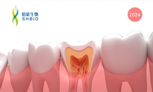 文獻(xiàn)解讀 | 人牙髓干細(xì)胞和人牙周韌帶干細(xì)胞的單細(xì)胞 RNA 測(cè)序分析