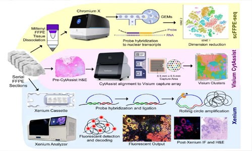 搭乘技術(shù)紅利專列，解鎖 FFPE 單細(xì)胞轉(zhuǎn)錄奧秘