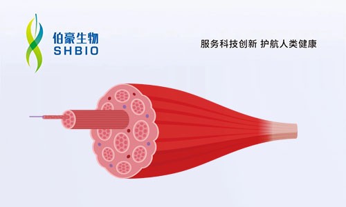 文獻(xiàn)解讀 | 單細(xì)胞核圖譜識(shí)別骨骼肌老化、脆弱和衰老的細(xì)胞特異性標(biāo)記物