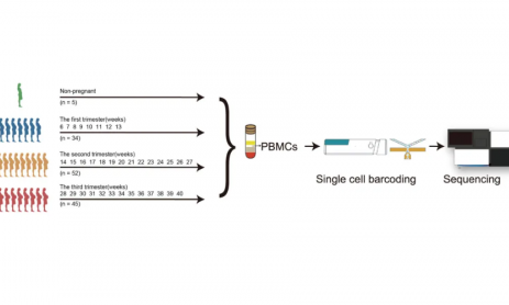 文獻解讀 | 孕婦外周血單核細胞的單細胞圖譜