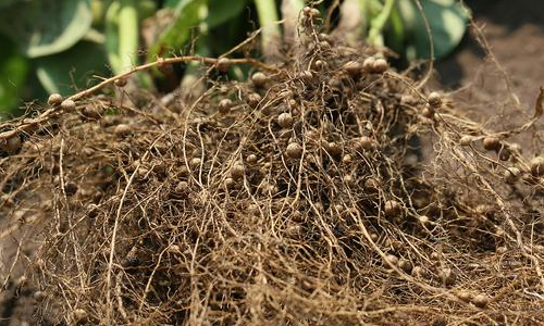 文獻(xiàn)解讀 | 高分辨率的轉(zhuǎn)錄組圖譜描繪大豆固氮和根瘤發(fā)育