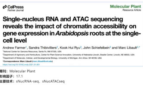文獻(xiàn)解讀 | 單核 RNA 和 ATAC 測(cè)序揭示了染色質(zhì)可及性對(duì)擬南芥根部單細(xì)胞水平基因表達(dá)的影響