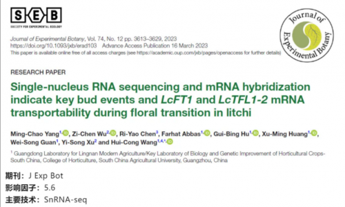 文獻(xiàn)解讀 | 單細(xì)胞核 RNA 測(cè)序和 mRNA 雜交表明了荔枝在花轉(zhuǎn)化過(guò)程中關(guān)鍵芽事件以及 LcFT1 和 LcTFL1-2mRNA 的可轉(zhuǎn)運(yùn)性
