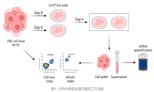 Genome Med | 首次揭示 DNA 去甲基化可促進結(jié)直腸癌細胞釋放 cfDNA，或可提高液體活檢的靈敏度