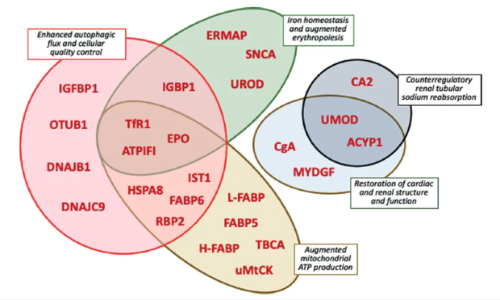 EMPEROR 臨床大隊列 |Olink Explore 蛋白組學升級揭秘恩格列凈治療心力衰竭新機制