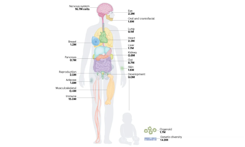 人類細胞圖譜計劃草圖第一版完成——神經(jīng)系統(tǒng)細胞圖譜