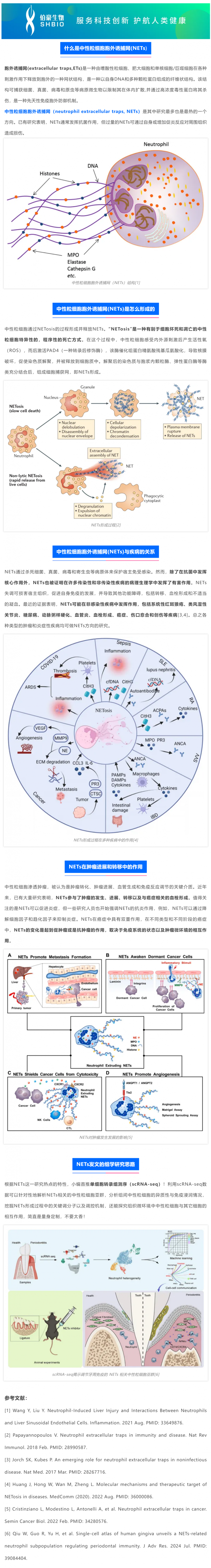 2025 國自然熱點(diǎn) _ 中性粒細(xì)胞胞外誘捕網(wǎng)（NETs) 該如何研究
