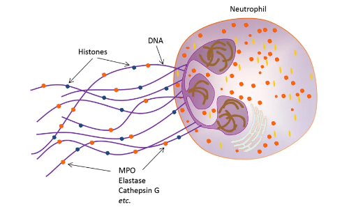 2025 國自然熱點 | 中性粒細胞胞外誘捕網(wǎng)（NETs) 該如何研究