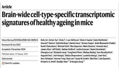 Nature | 迄今覆蓋率最高的衰老小鼠大腦單細(xì)胞轉(zhuǎn)錄組圖譜，系統(tǒng)解析衰老相關(guān)細(xì)胞類型及特異性轉(zhuǎn)錄組特征