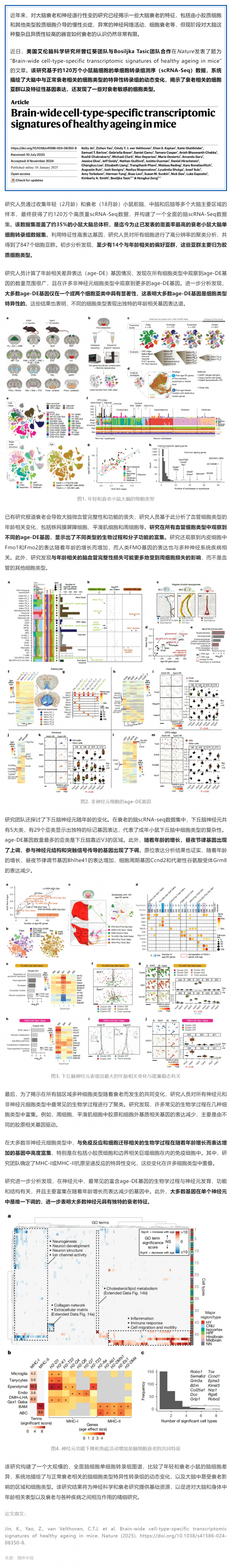 Nature _ 迄今覆蓋率最高的衰老小鼠大腦單細胞轉(zhuǎn)錄組圖譜，系統(tǒng)解析衰老相關(guān)細胞類型及特異性轉(zhuǎn)錄