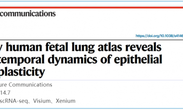 單細胞空間原位檢測技術(shù) | 早期人類胎兒肺圖譜揭示上皮細胞可塑性的時間動態(tài)變化