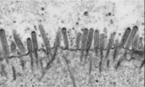 單細(xì)胞空間原位檢測技術(shù) | 通過再現(xiàn)間質(zhì)流來構(gòu)建多層小腸類組織