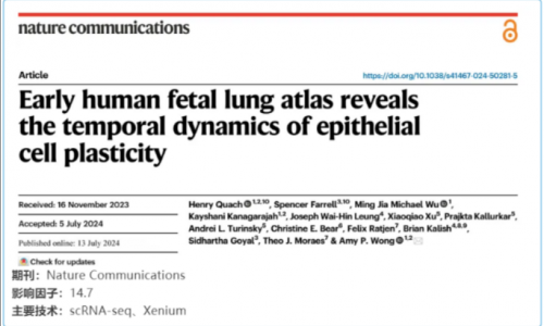 單細(xì)胞空間原位檢測技術(shù) | 早期人類胎兒肺圖譜揭示上皮細(xì)胞可塑性的時(shí)間動(dòng)力學(xué)