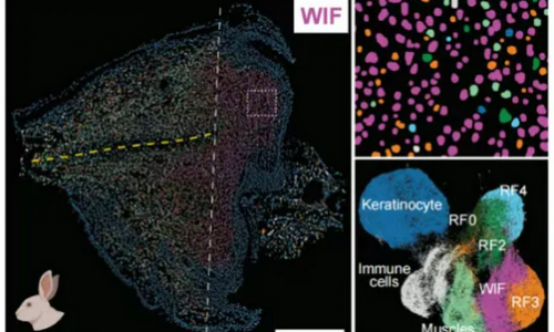 Science 重磅 | Stereo-seq 助力揭示小鼠耳廓再生關(guān)鍵基因，破解哺乳動(dòng)物再生能力丟失之謎