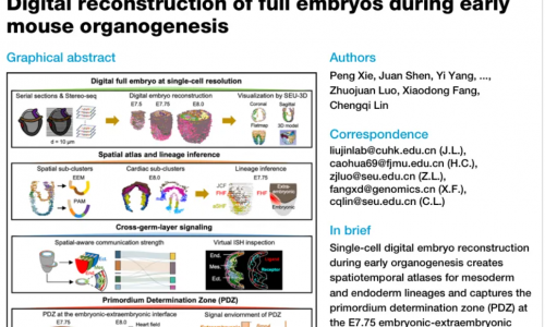 文獻(xiàn)解讀 | Stereo-seq 數(shù)字重構(gòu)小鼠胚胎早期器官發(fā)生