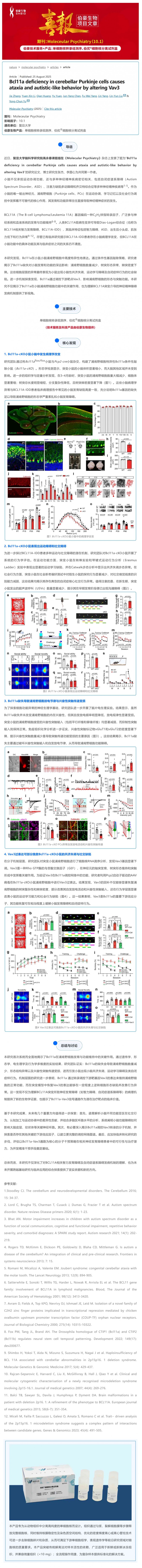 單細胞核項目文章︱Nature 子刊 - 小腦浦肯野細胞中 Bcl11a 缺失通過改變 Vav3 導致共濟失調(diào)和自